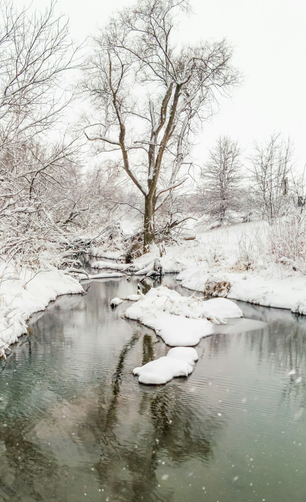 icy bare tree