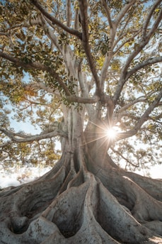 A warm, sunlit large oak tree in a serene Bolivian landscape, symbolizing strength and community.