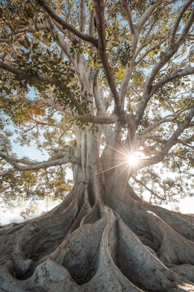 A majestic centuries-old tree with sprawling roots and sunbeams filtering through its dense canopy.