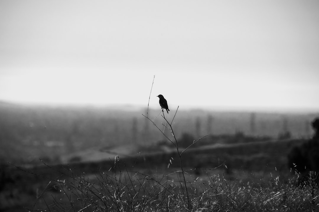 grayscale photo of bird on plants