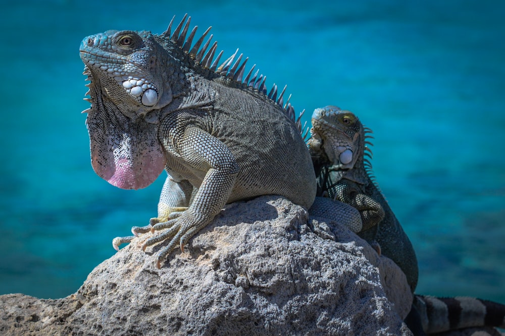 two green bearded dragons