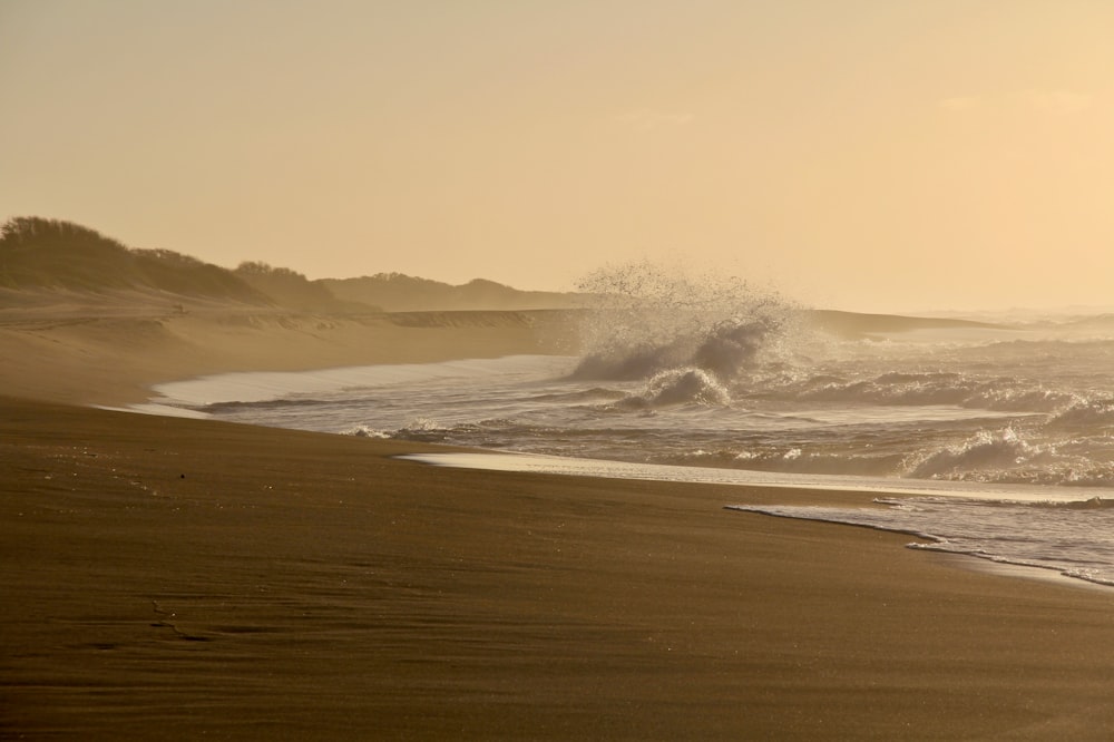 ocean wave during golden hour