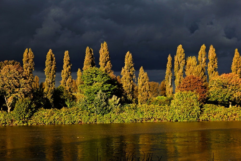 green and brown trees beside wet road