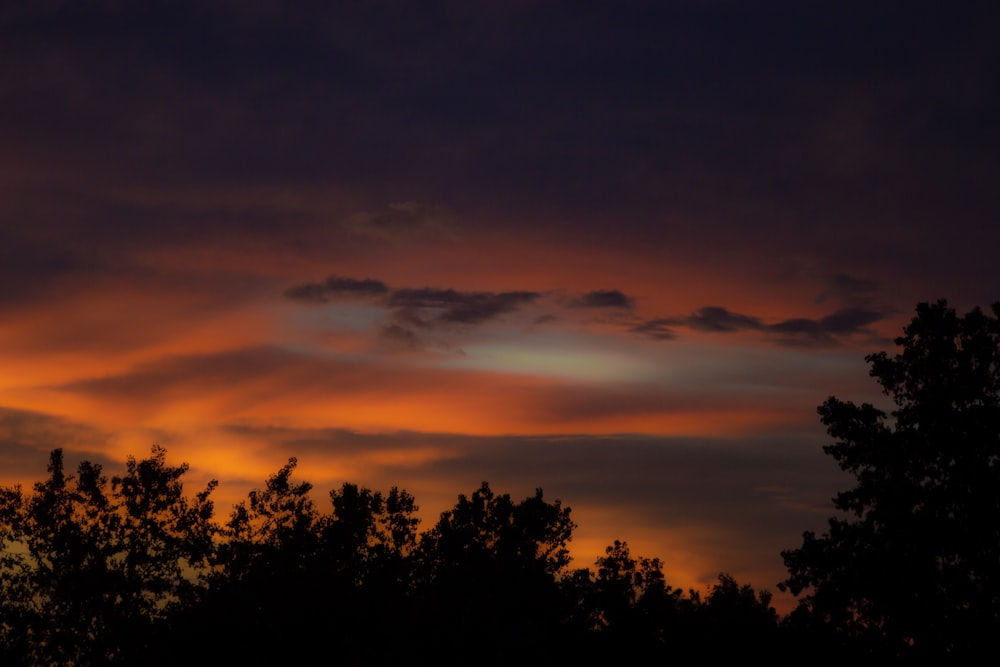 silhouette of trees during sunset