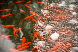 A group of vibrant orange fish swim near the surface of a pond, partially covered with ice. The contrast between the warm color of the fish and the cool, icy surface creates an interesting visual dynamic.