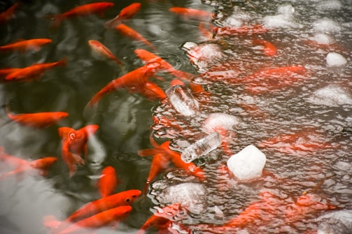 A group of vibrant orange fish swim near the surface of a pond, partially covered with ice. The contrast between the warm color of the fish and the cool, icy surface creates an interesting visual dynamic.