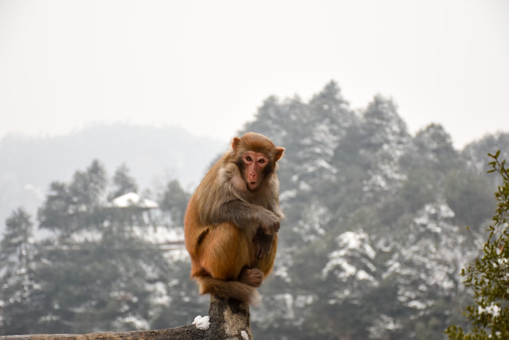 monkey sitting on brown fence at daytime