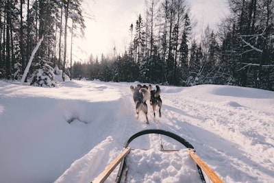 Small group of sledders enjoying a peaceful ride through snow-covered woods.