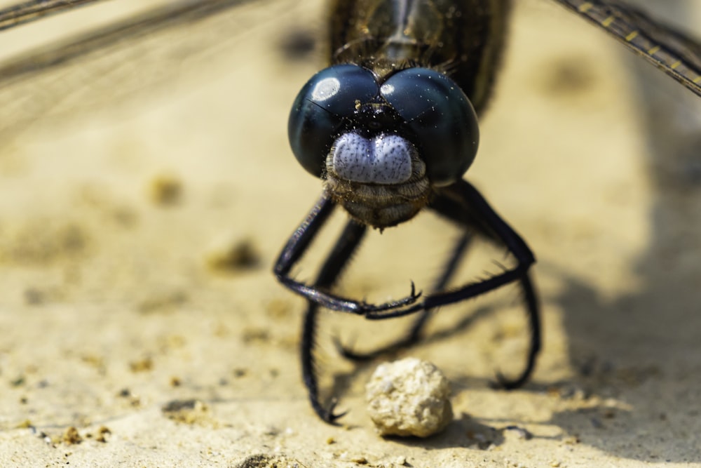 macrophotography of black insect