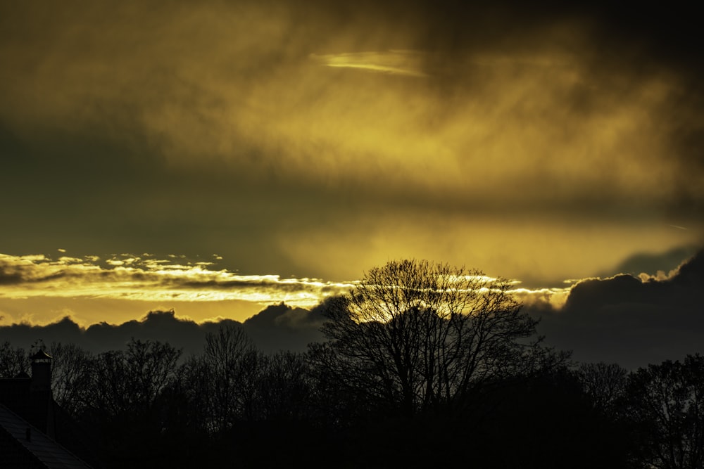 foto di silhouette di alberi