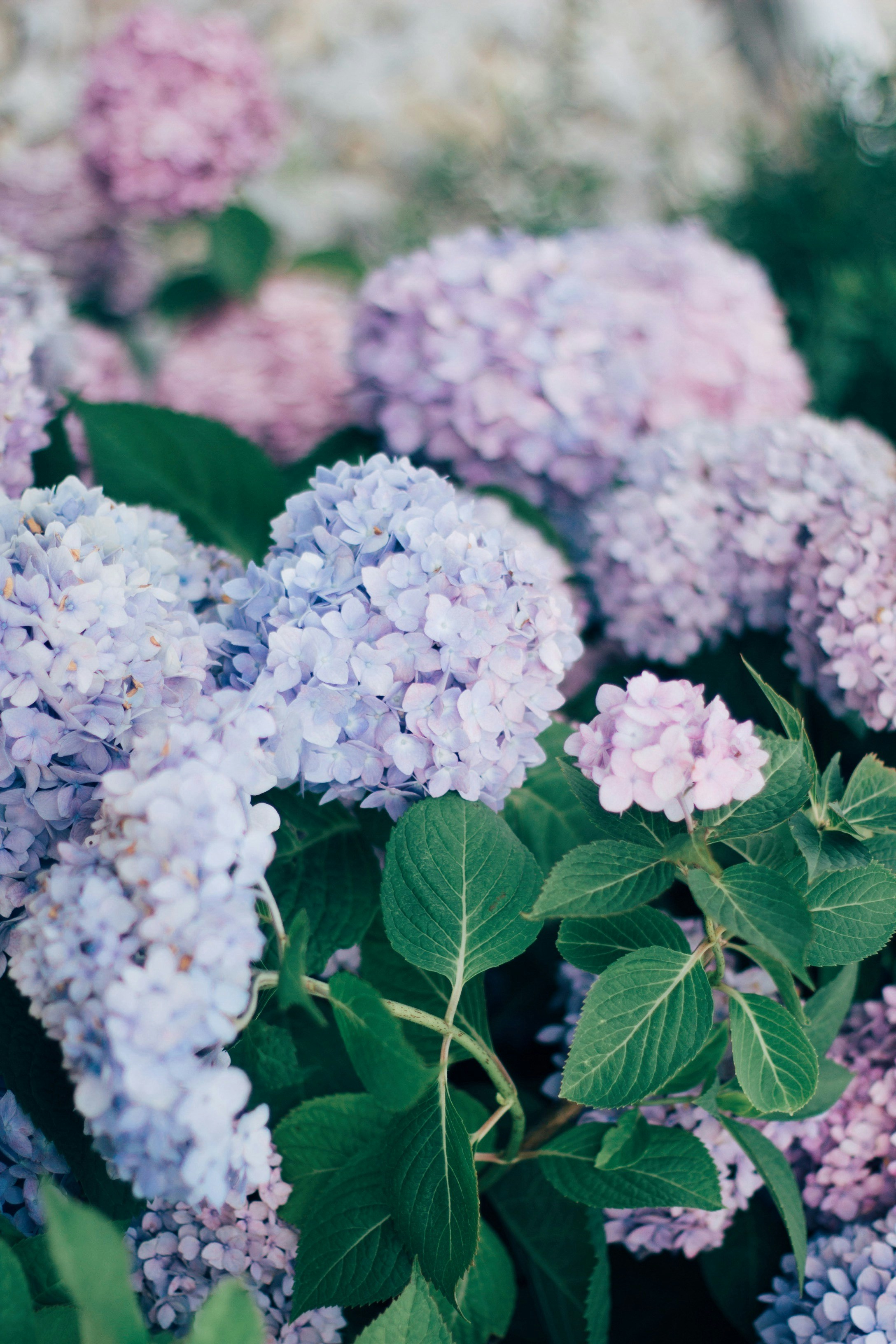 Photo by meghanschiereck