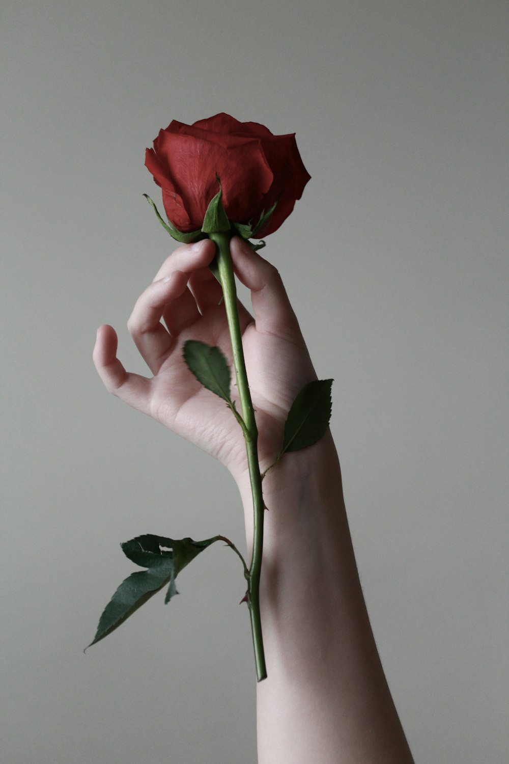 une fleur de rose rouge