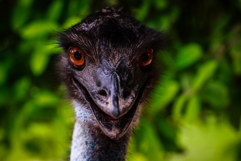 close up photography of Turkey