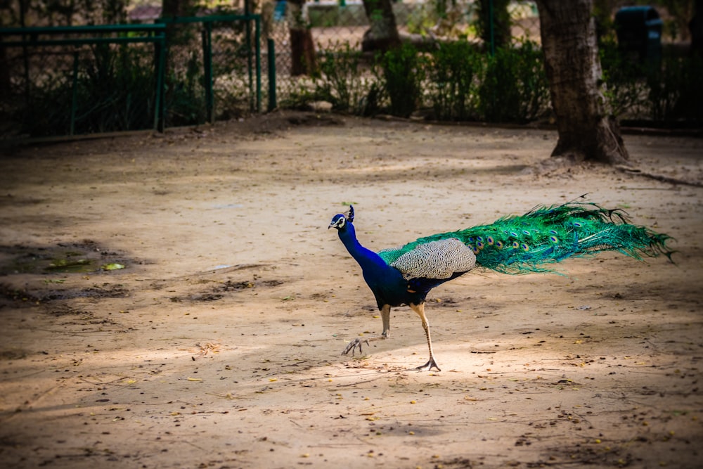 blue and green peacock near trees