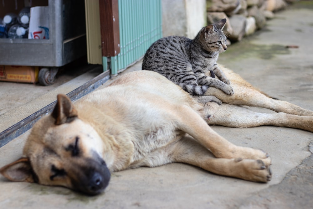 gato gris sentado en perro marrón acostado