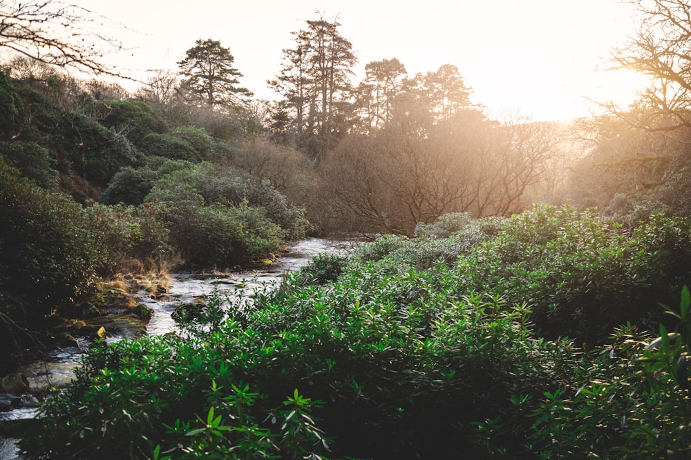 river between trees