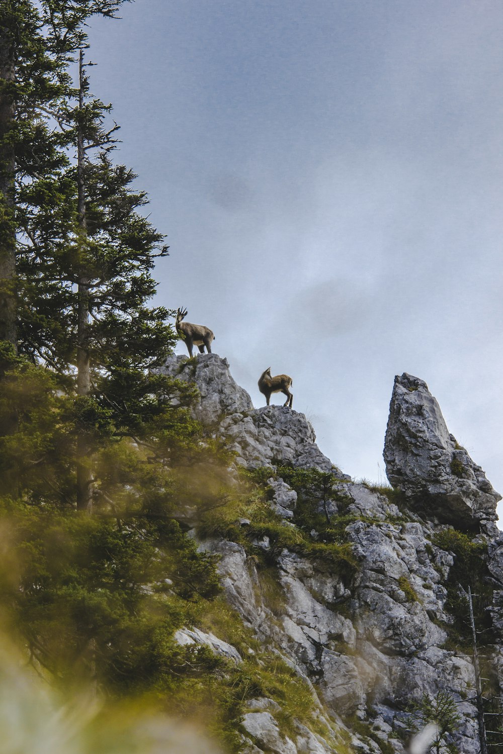 Capre marroni di montagna in cima alla montagna rocciosa sotto il cielo grigio
