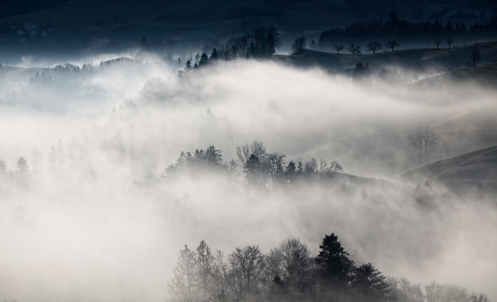 trees under foggy weather during night time