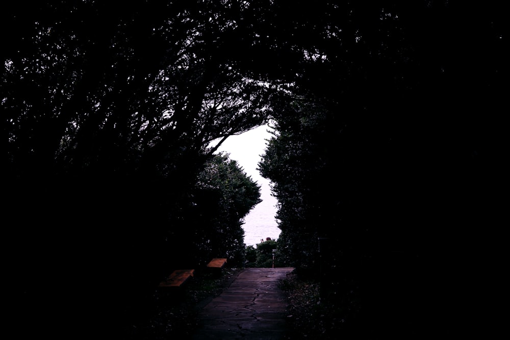 a dark tunnel of trees leading to a bench