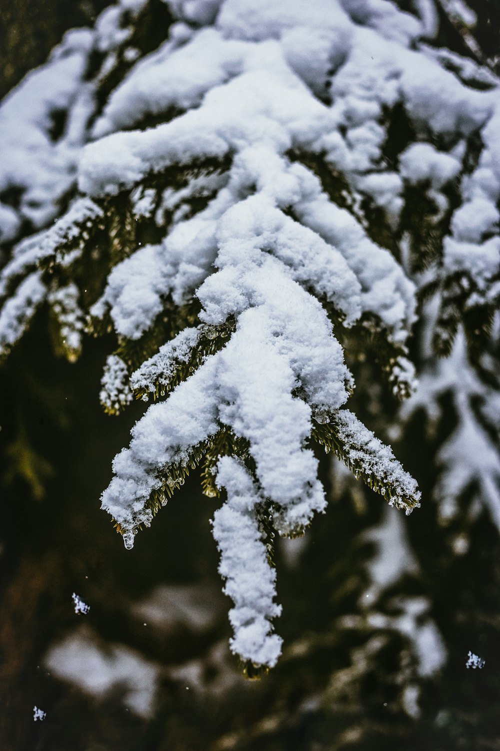 tree coated with snow