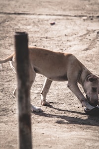 A dog with a light brown coat is sniffing or investigating something on the ground in an outdoor setting. The ground is earthy and dry, and there is a vertical post partially obscuring part of the dog's body.