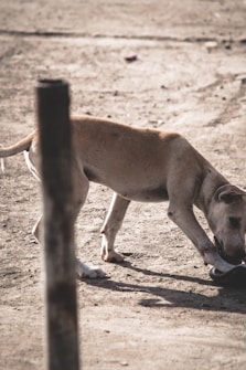 A dog with a light brown coat is sniffing or investigating something on the ground in an outdoor setting. The ground is earthy and dry, and there is a vertical post partially obscuring part of the dog's body.