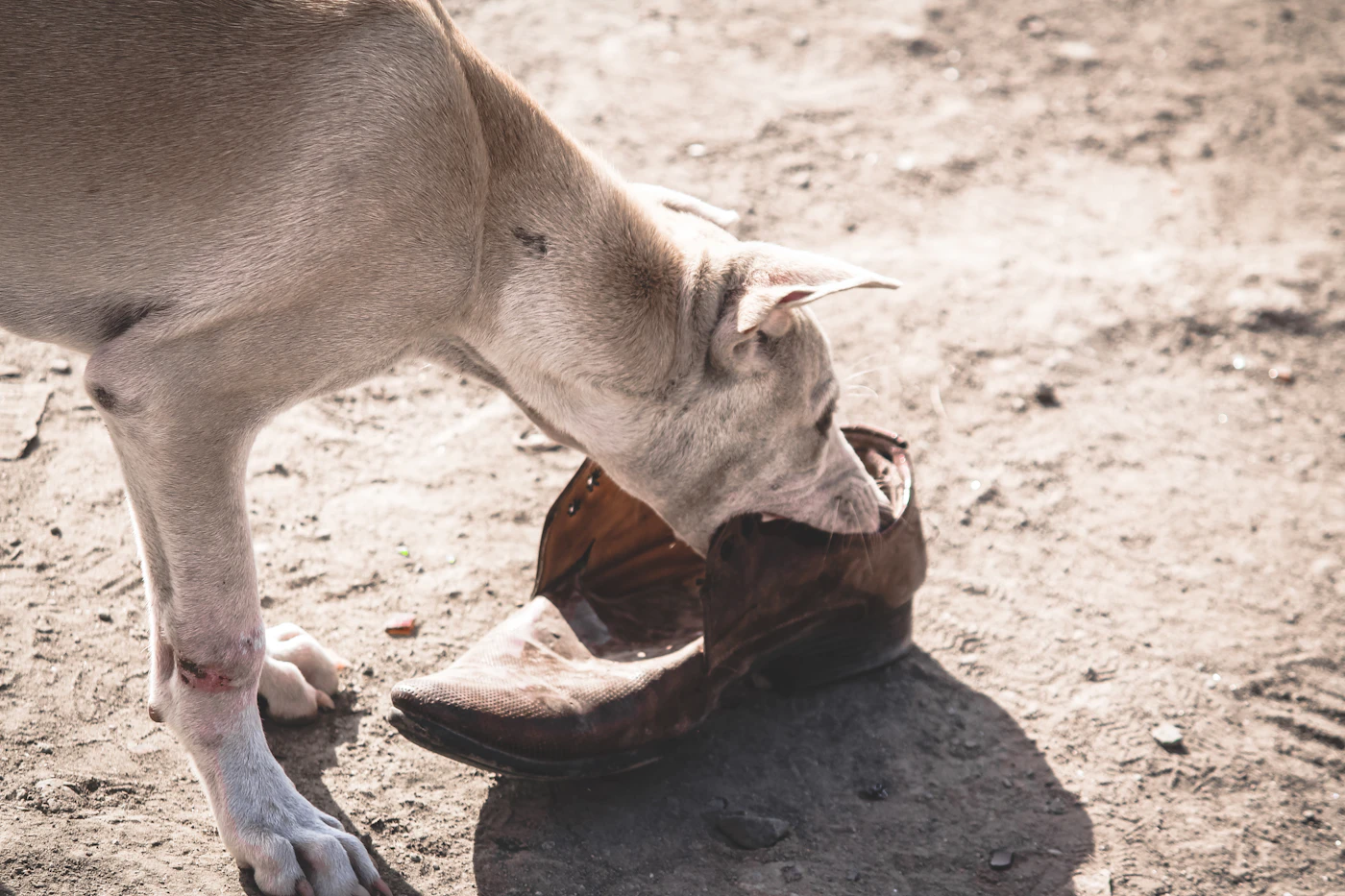 A gray dog biting a brown leather shoe