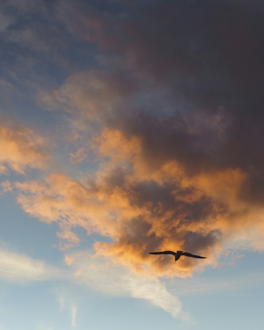 Schwarzer Vogel fliegt am Himmel