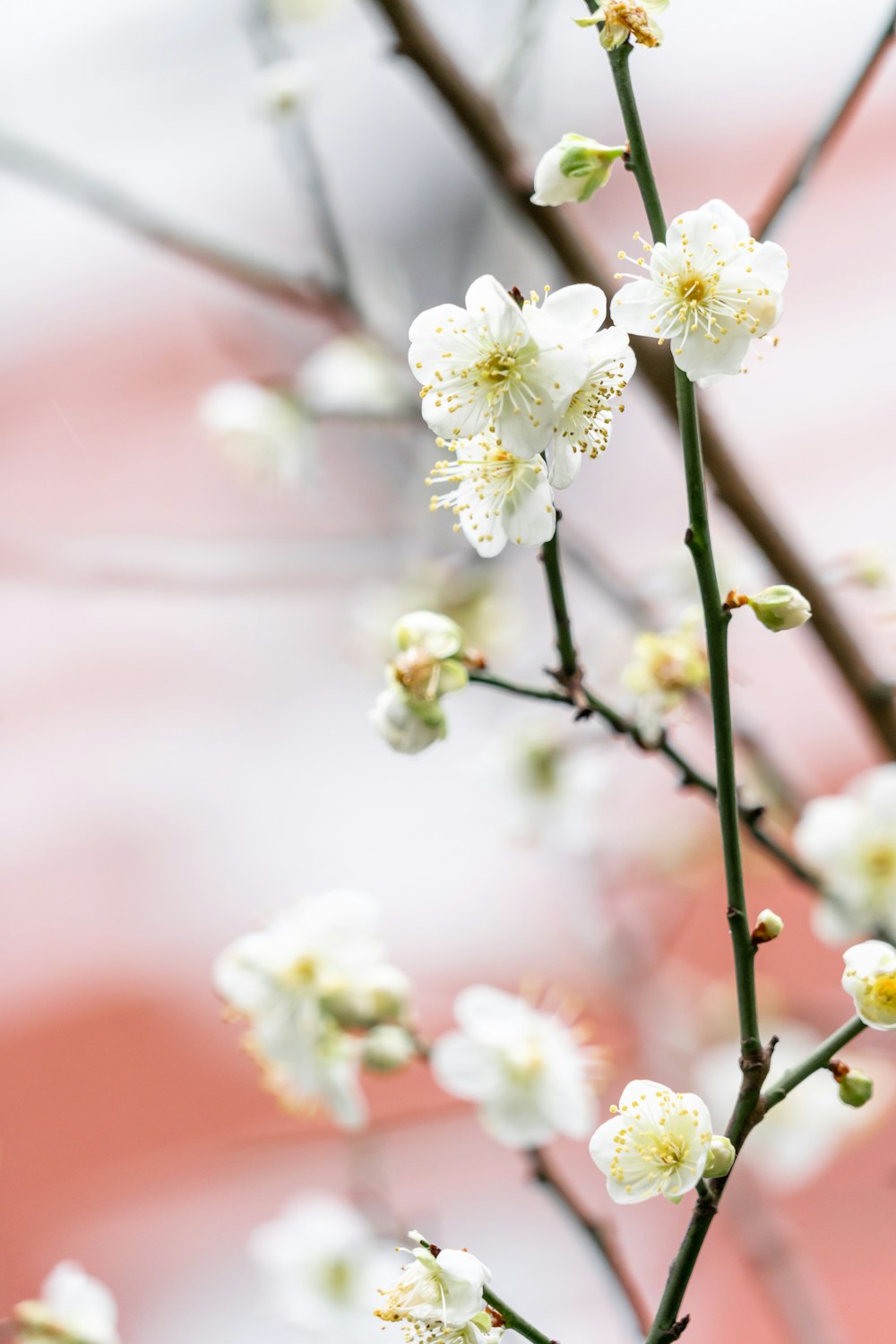Fotografía de enfoque selectivo de flor de pétalo blanco
