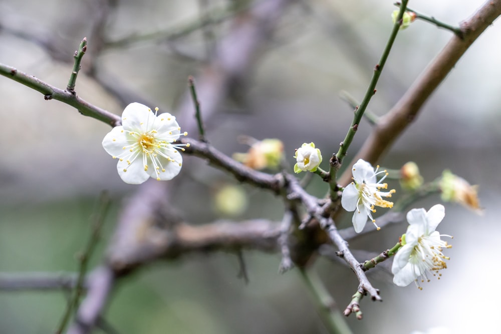 selective focus photoraphy of white flowers