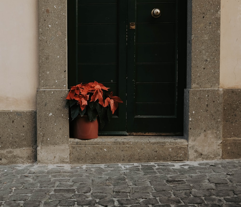 red plants in front of black wooden door