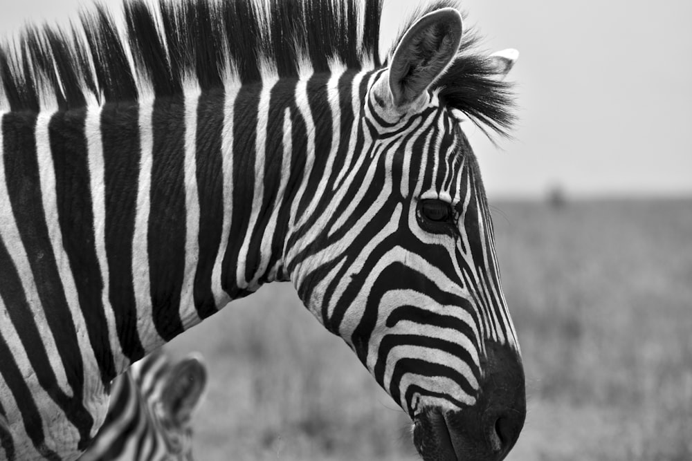 fotografia in scala di grigi della zebra