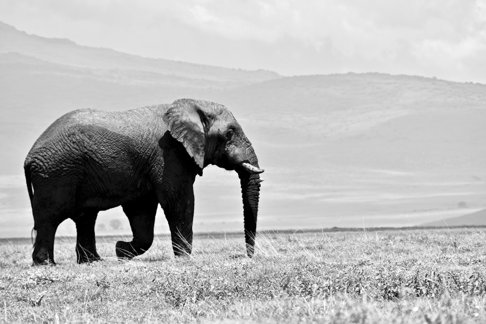 fotografia in scala di grigi dell'elefante