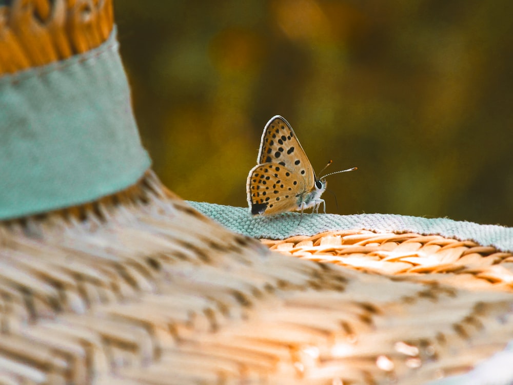 yellow butterfly porches on straw hat