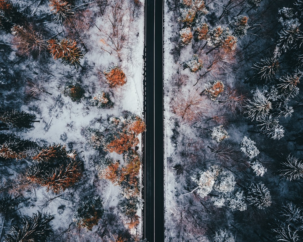 Photographie de vue aérienne de la chaussée entre les arbres