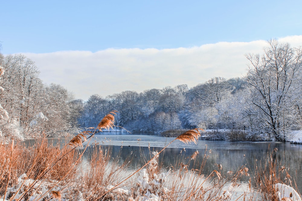 river in forest covered in snow