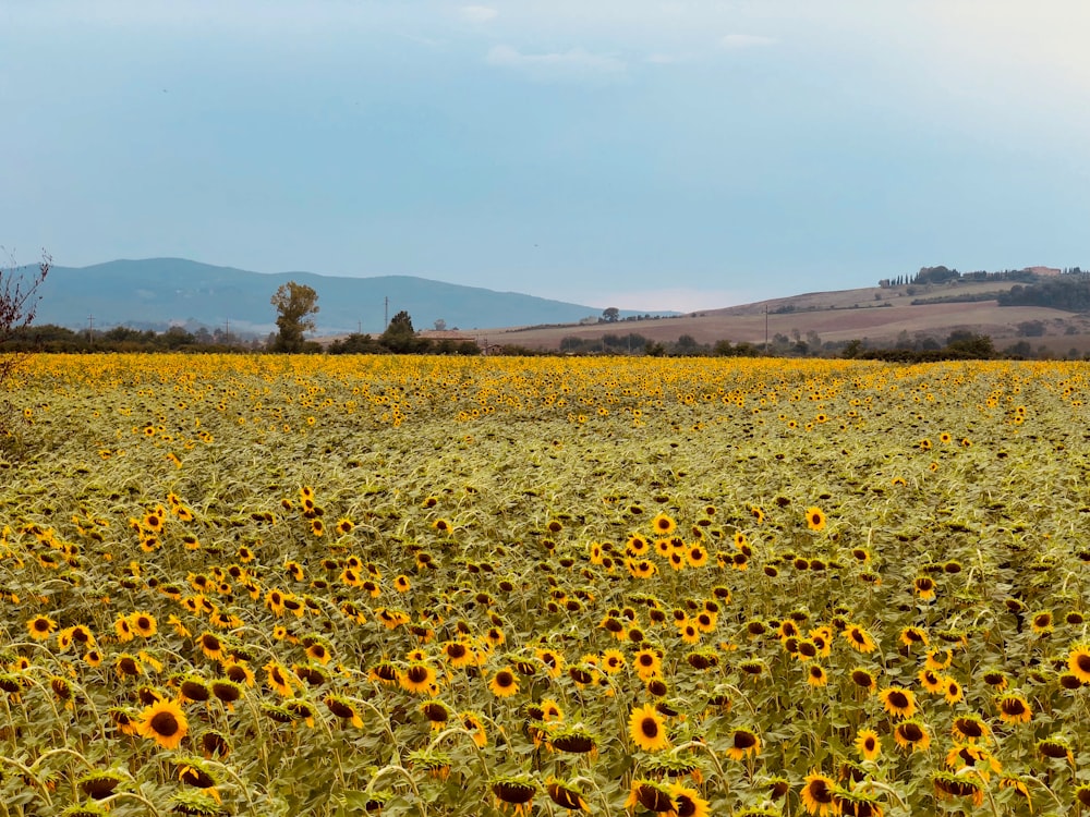 yellow sunflower field during daytime