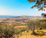 A scenic landscape with rolling hills and a clear blue sky. Olive trees are scattered across the sloping terrain, with a small village visible in the distant background. The sunlight casts warm tones over the earth, highlighting the natural beauty of the countryside.