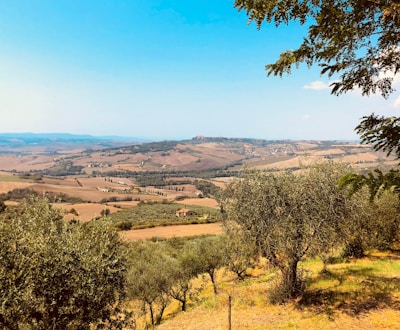 A scenic landscape with rolling hills and a clear blue sky. Olive trees are scattered across the sloping terrain, with a small village visible in the distant background. The sunlight casts warm tones over the earth, highlighting the natural beauty of the countryside.