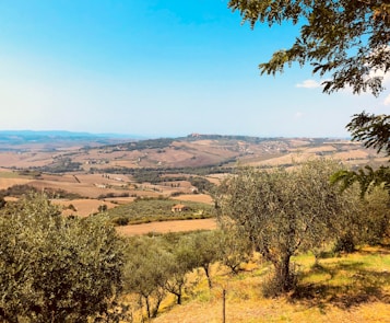 A scenic landscape with rolling hills and a clear blue sky. Olive trees are scattered across the sloping terrain, with a small village visible in the distant background. The sunlight casts warm tones over the earth, highlighting the natural beauty of the countryside.