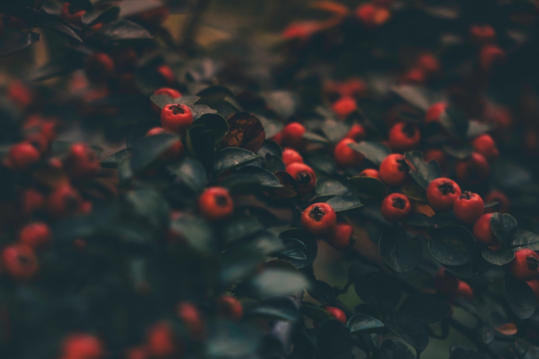 round red fruits