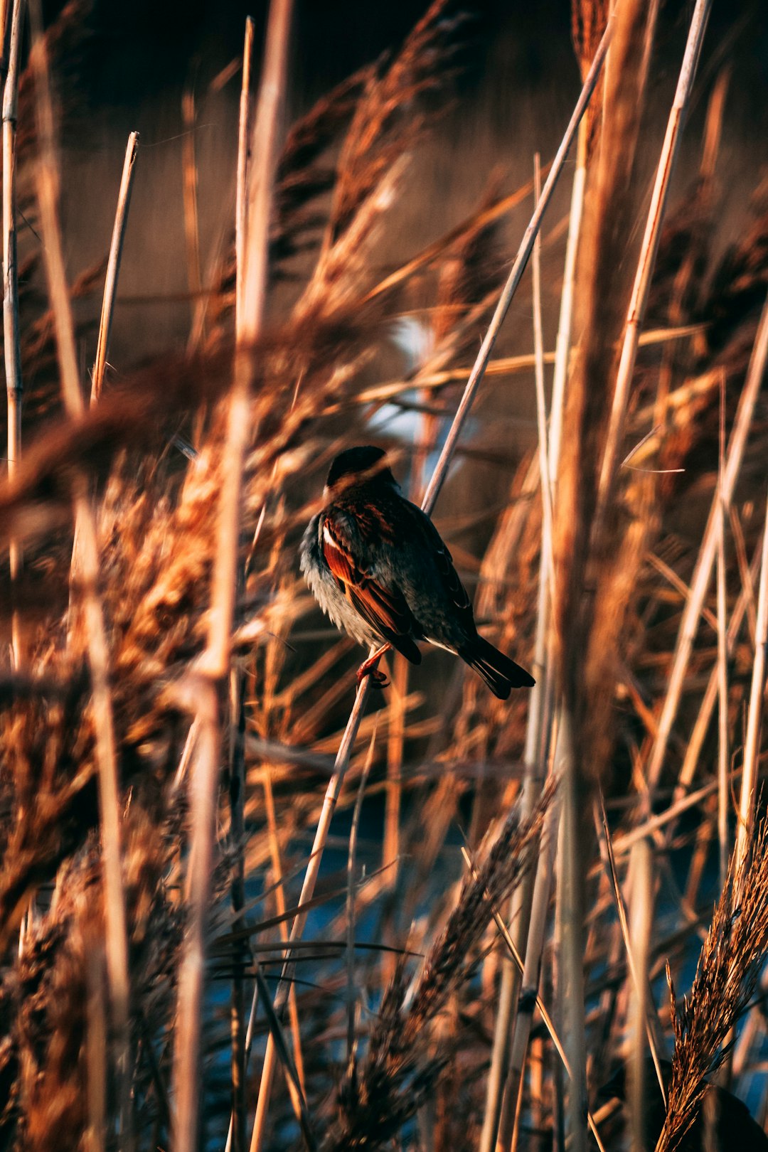 selective focus photography of bird on wheat field