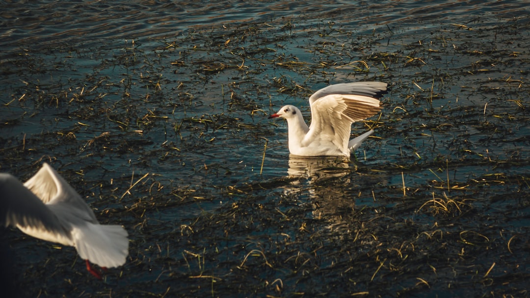 white seagull swimming on water