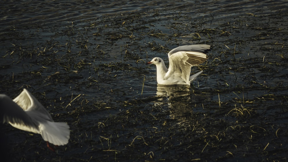 white seagull swimming on water