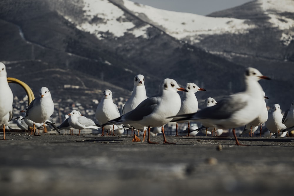 flock of seagulls at daytime