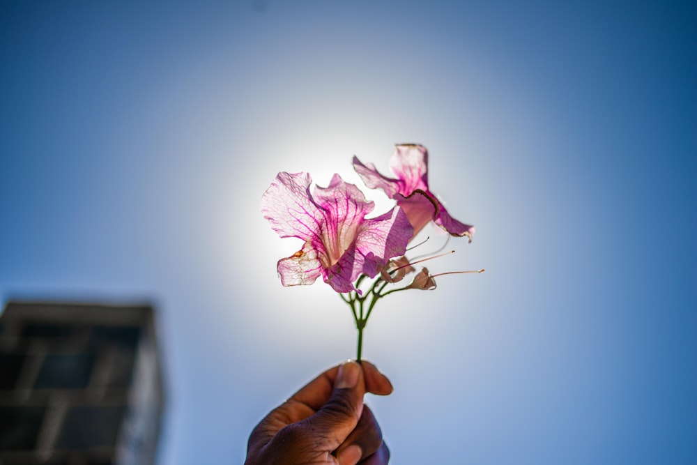 fleur mauve