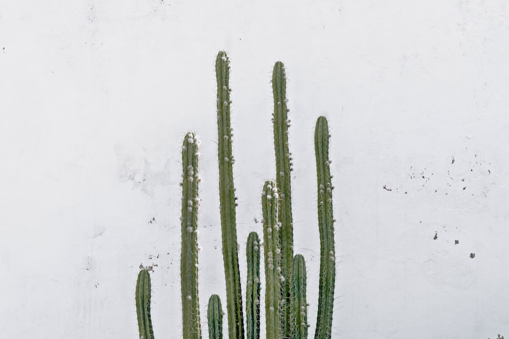 cactus colonnare durante il giorno