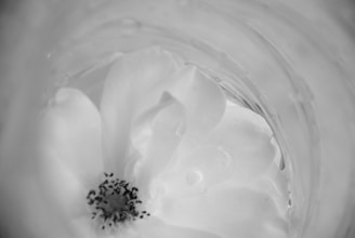 A close-up black and white photograph of a white rose in bloom, with water droplets visible on the petals. The soft focus and gentle lighting highlight the delicate texture of the petals and create a serene ambiance.