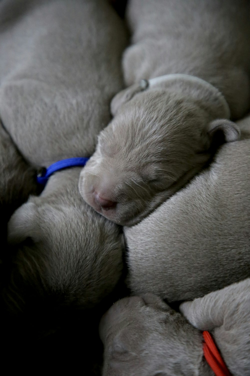 litter of puppies