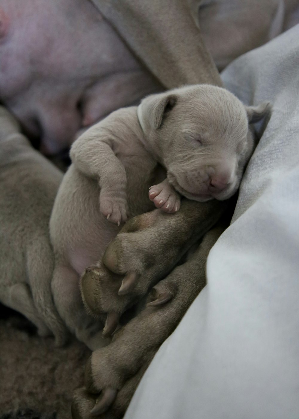 gray puppy near mother dog